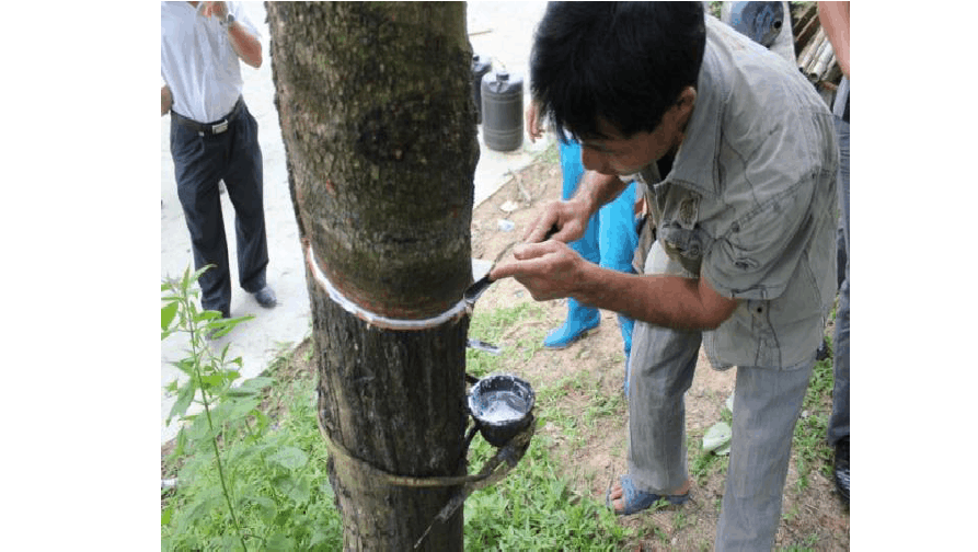 天然橡膠初加工設(shè)備和生產(chǎn)過程 天然橡膠初加工設(shè)備和生產(chǎn)過程