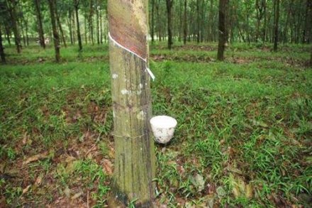 天然橡膠生膠縐片機對物料產生輥壓、剪切，從而使物料壓薄、表面起皺